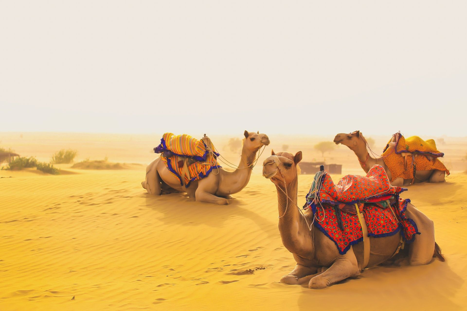9-Day Grand Rajasthan Tour